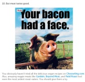 Factory farming - pigs your bacon had a face