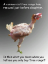Factory farming - poultry chicken forced to moult