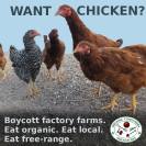Factory farming - poultry chicken free range better
