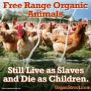 Factory farming - poultry chicken free range still live as slaves and die as children