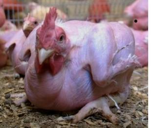 Factory farming - poultry chicken genetically modified