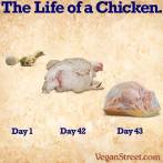 Factory farming - poultry chicken life of day 1 to 43