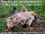 Factory farming - poultry chicken not nuggets