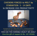 Factory farming - poultry chickens forced to molt