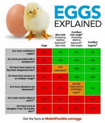 Factory farming - poultry eggs explained