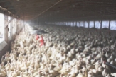 Factory farming - poultry factories 1