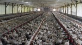 Factory farming - poultry factories 2