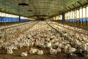 Factory farming - poultry factories 3