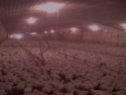 Factory farming - poultry factories 6