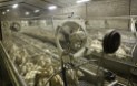 Factory farming - Poultry geese