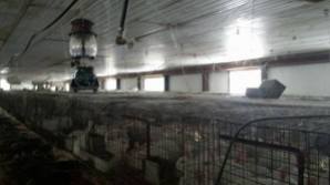 Factory farming - rabbits 02