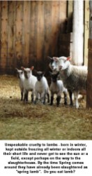 Factory farming - sheep lambs