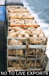 Factory farming - sheep live export