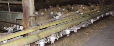 Factory farming - sheep