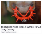 Message - Cattle dairy spiked nose ring