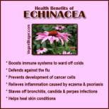 Message - Foods beneficial echinacea