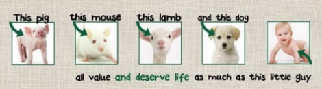 Vegan - all deserve life