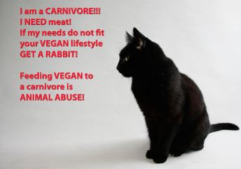 Vegan - cats need meat
