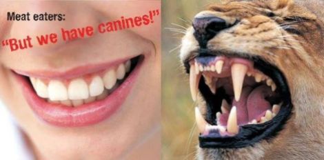 Vegan - fallacies canines 1