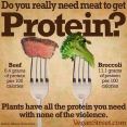Vegan - fallacies do need meat to get protein