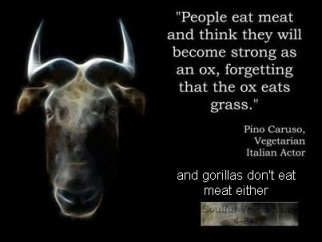 Vegan - fallacies oxen don't eat meat