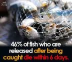 Vegan - fish 46% die