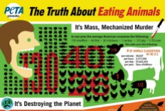 Vegan - stats truth about eating animals