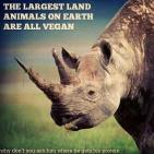 Vegan - truth reasons largest land mammals all vegan