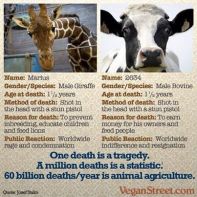 Vegan - truth stats of cow and giraffe