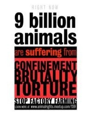Animal abuse - 9 billion animals suffering confinement brutality