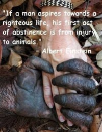 Animal abuse - Abstinence from injury