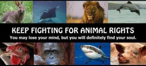 Animal abuse - Animal rights keep fighting