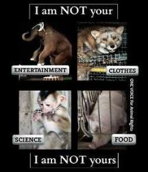 Animal abuse - Animals I am not your entertainment