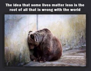 Animal abuse - Bear the idea that some lives matter more