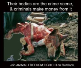 Animal Abuse - Bodies are the crime scene