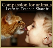 Animal abuse - Children compassion for animals