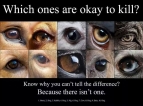 Animal abuse - Eyes kill which ones are ok to