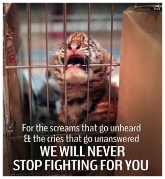 Animal abuse - Help we will never stop fighting tiger cub