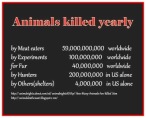 Animal abuse - Holocaust numbers killed yearly