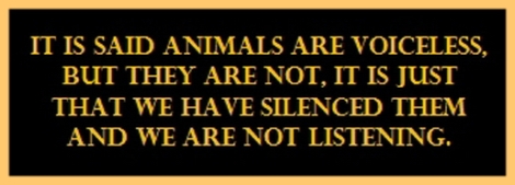 Animal abuse - Pics It is said that animals are voiceless but they are not