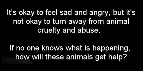 Animal abuse - Pics its OK to feel sad and angry but it's not ok to turn away USE