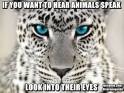 Animal abuse - Speak animals look into their eyes