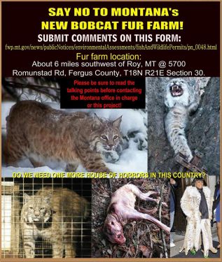 Fur and skin - Montana bob cat farmjpg