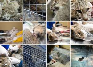 Fur and skin trade - Bobcat rescue