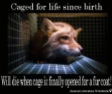 Fur and skin trade - Fox 01 caged for life since birth