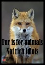 Fur and skin trade - Fox 03 fur is for animals