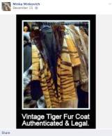 Fur and skin trade - Fur coat legal vintage tiger skins
