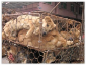 Fur and skin trade - Fur farms dogs 1