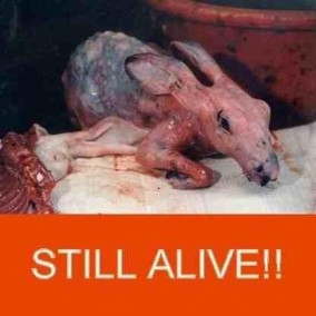 Fur and skin trade - Fur farms skinned but still alive