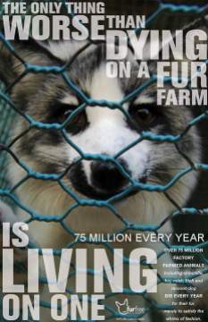Fur and skin trade - Fur farms the only thing worse than dying on a fur farm